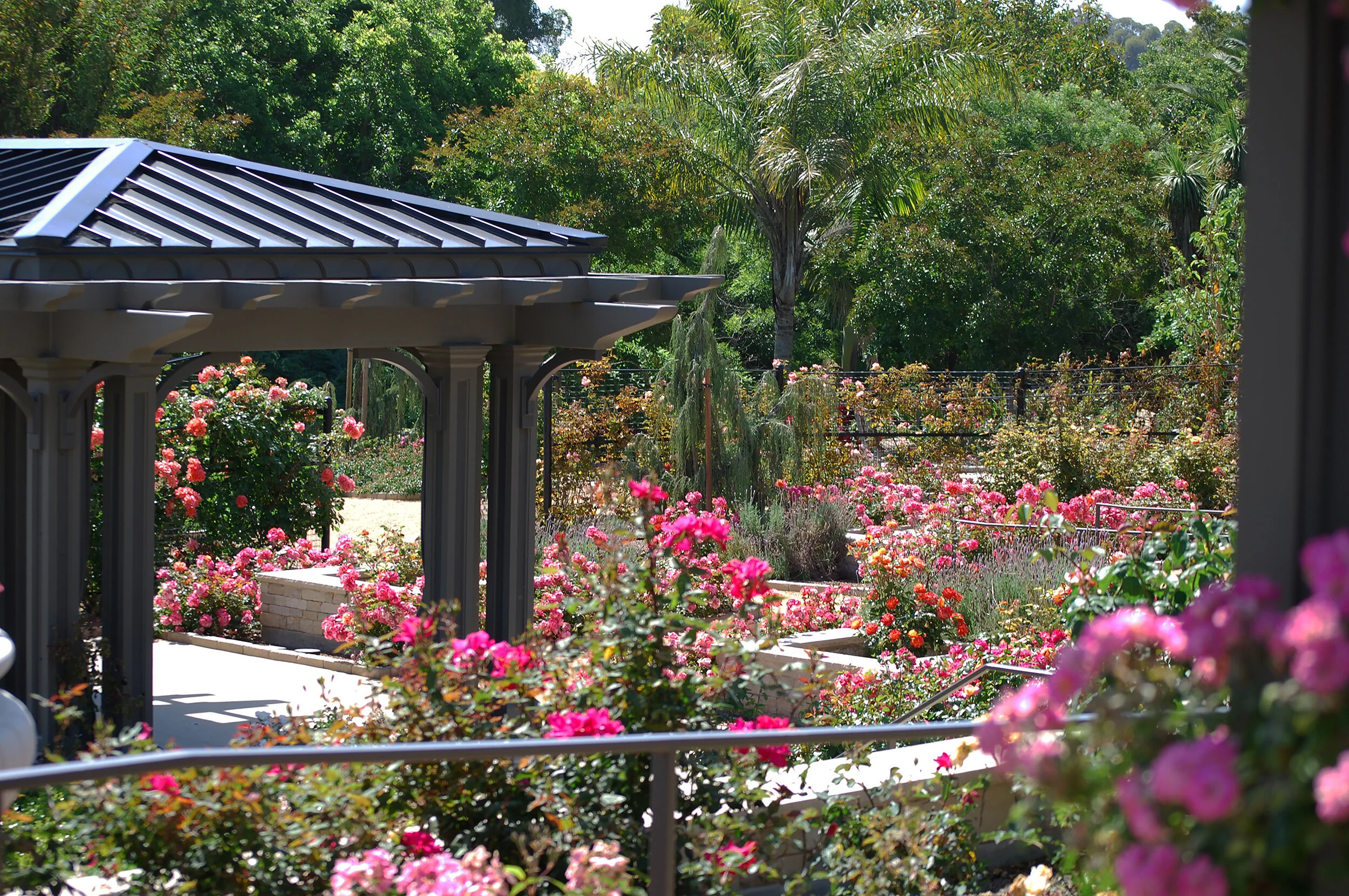 SCBG Rose Garden — Deneen Powell Atelier